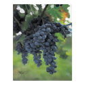 Grapes of Goodness posters