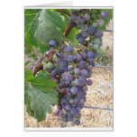 Grapes of Napa Valley cards