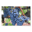 Grapes of Napa Valley posters by shilohspottydotty Grapes of Napa Valley posters
