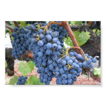 Grapes of Napa Valley posters
