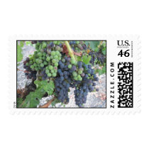 Grapes on the Vine, Aron Hill Vineyard Postage Stamp