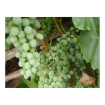 Grapes on the Vine posters