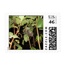 Grapes on vine postage