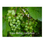 Grapes Photograph Souvenir Post Card