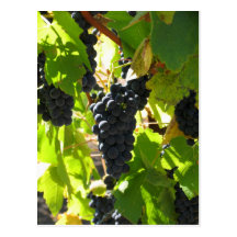Grapes - Post Card