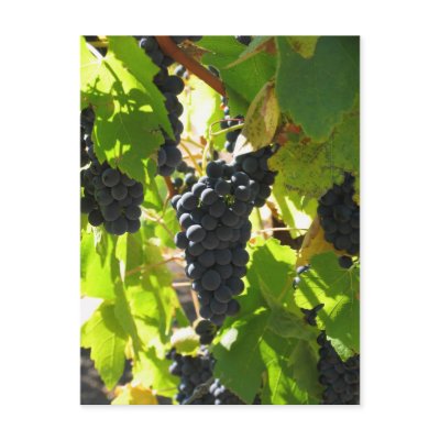 Grapes - Post Card by MirjamsWorldStore