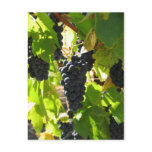 Grapes - Post Card