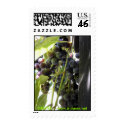 Grapes postage