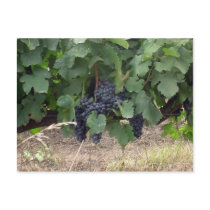 Grapes postcards by Nushka Grapes postcards
