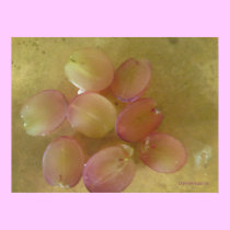Grapes posters