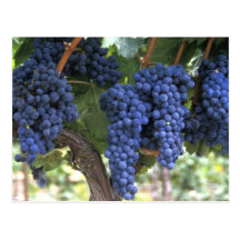 Grapes Ready for Harvest Post Card