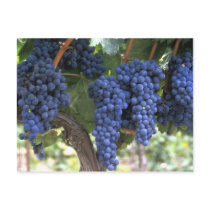 Grapes Ready for Harvest postcards