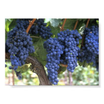 Grapes Ready for Harvest posters by joe_becerra Grapes Ready for Harvest posters
