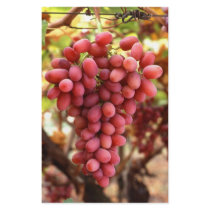 Grapes stationery by GPArkive Grapes stationery