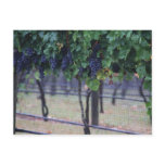 Grapes Vines Postcard