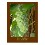 grapes, Winery Wedding Save the Date! Post Cards