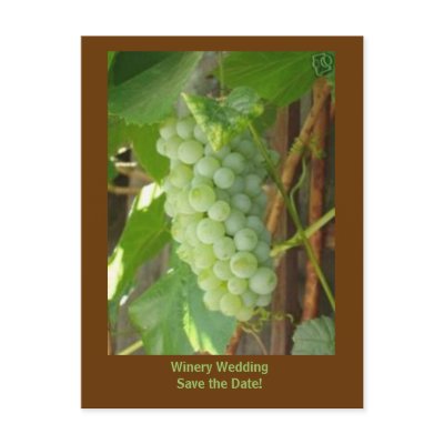 grapes, Winery Wedding Save the Date! Post Cards by pier0045