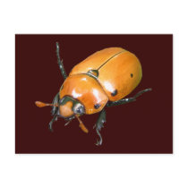 Grapevine Beetle ~ postcard