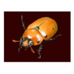 Grapevine Beetle ~ postcard