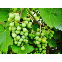 Grapevine Green photo sculptures by lifesphere Grapevine Green photo sculptures