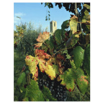 Grapevine, Tuscany, Italy Full Color Flyer