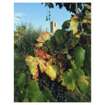 Grapevine, Tuscany, Italy Full Color Flyer
