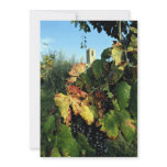 Grapevine, Tuscany, Italy Custom Announcements