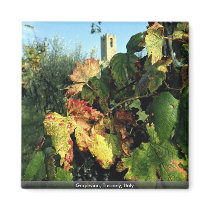 Grapevine, Tuscany, Italy Fridge Magnet