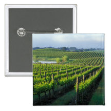 Grapevines in neat rows in California's Napa Pinback Buttons
