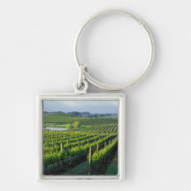 Grapevines in neat rows in California's Napa Keychains