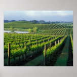 Grapevines in neat rows in California's Napa Poster