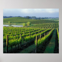 Grapevines in neat rows in California's Napa Poster