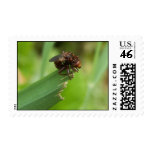 Grass Bug Postage Stamp