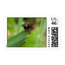 Grass Bug Postage Stamp