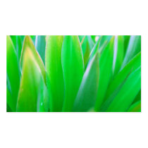GRASS business cards by swellblue GRASS business cards
