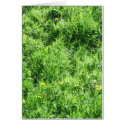 Grass cards by apmercer Grass cards