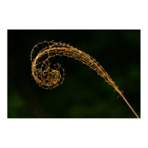 Grass Close up poster! posters