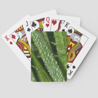 Fire poker grass