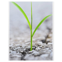 Grass growing from crack in asphalt letterhead design