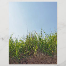 Grass growing on dry soil flyer design