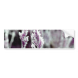 Grass in purple bumper stickers
