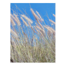 Grass In The Wind Post Card