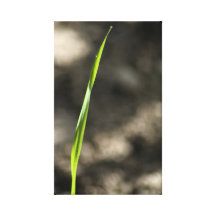 Grass on grey gallery wrapped canvas