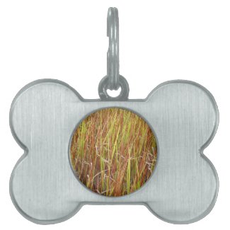 Grass sawgrass background florida plant pet tags