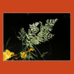 seed, grass, gardens, nature, lawn, night, black,