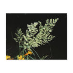Grass seed ~ postcard