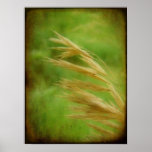 Grass Seed Posters