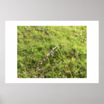 Grass seeds. posters