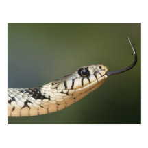 Grass Snake Postcards