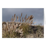Grasses Greeting Card